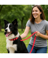 GF PET Reflective Collar + EEZY-6 Leash Set – High-Visibility Red (XS–L-... - $79.99+