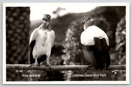 King Vultures Catalina Island Bird Park RPPC Postcard W22 - £6.23 GBP