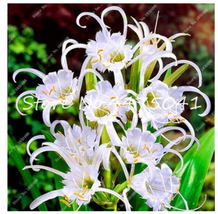 Spider Lily Bonsai Lilium Brownii Flower Fragrance Ornamental Plants Can Purify  - $10.90