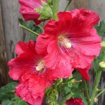 25 Coral Red Hollyhock Seeds Perennial Flower Seed Flowers 843 US SELLER Pink - £6.87 GBP