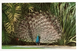 Peacock Bird McKee Jungle Gardens Vero Beach Florida Curt Teich Postcard 1960 - £4.78 GBP