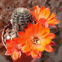 Exotic Aylostera Cactus Seeds (10 Pack) - Start Your Miniature Desert, Great for - £7.46 GBP