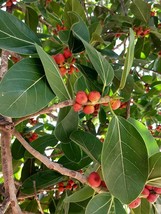 50 Banyan Fig Ficus benghalensis Tree seeds  - $10.59