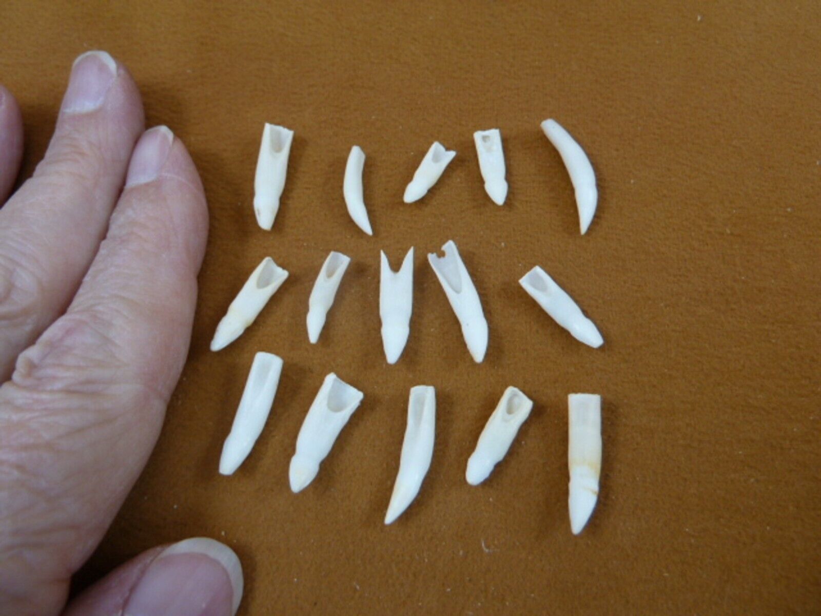 G370-300) 15 GATOR TINY 5/8 - 7/8&quot; Alligator TFFTH make jewelry for DIY ... - $12.19
