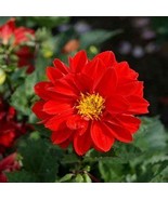 Middle-sized Red Dahlia Shrub Perennial Flower, 50 Seeds D - $14.52 CAD