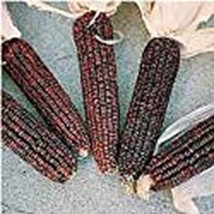 PM Bloody Butcher Corn Seeds (((25 Seed Packet))) (More Heirloom, Organic, Non G - £3.56 GBP