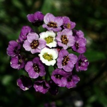 USA Seller Alyssum Lobularia Maritima Violet Queen Seed Free Shipping - £11.20 GBP