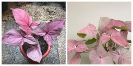 Us Seller 1 Plant Syngonium Pink Perfection Starter Plant Strawberry Princess - $43.99