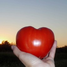 USA SELLER Sunset&#39;s Red Horizon Tomato Russian Seeds Vegetable Seeds Seed Packet - £13.78 GBP