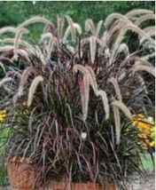 Half-Hardy Fountain Grass Pennisetum Setaceum Fireworks 200 Seeds - $12.43