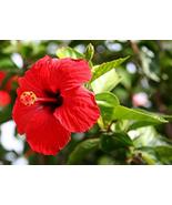 Red Hibiscus From Hawaii 2 Pack - £31.54 GBP