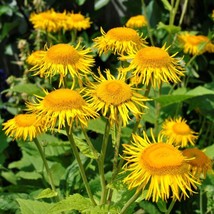 USA Seller Elecampane Seeds Inula Helenium Packet Of 40 Seeds Free Shipping - £14.25 GBP