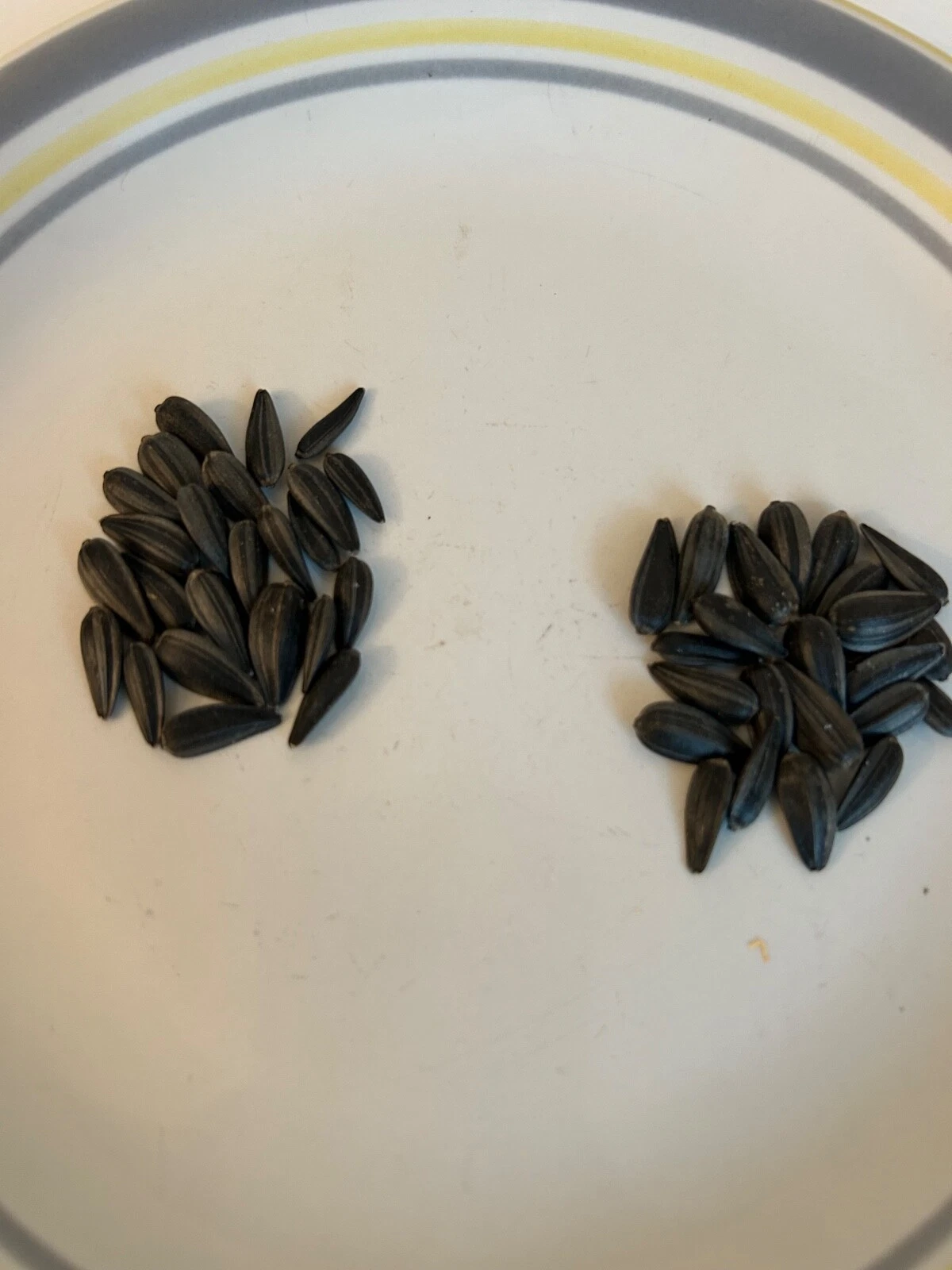 20+ Peredovik Sunflower  Seeds - $3.89