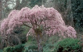 Prunus Subhirtella Pendula Weeping Flowering Cherry Tree Fresh Seeds - $18.98