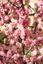 Fresh Seeds 10 Flowering Almond Prunus Triloba Plum Rose Tree Double Pink Flower - £17.86 GBP