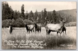 RPPC Native Wild Elk Prairie Creek State Park On Redwood Hwy CA Postcard U25 - £9.55 GBP