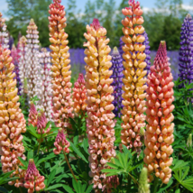 Lupine Bonsai Plants Annual Succulent groundcover Flower - 200 Seeds - $11.48