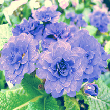 USA SELLER 100Pcs African Violet Blue Blazes Seeds Fast Shipping - £12.18 GBP