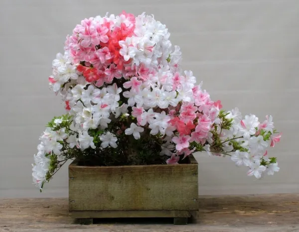 Johga Azalea Rhododendron Deciduous Starter Plant Multi Colors At Once G... - $39.98