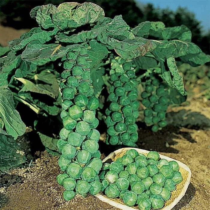 BRUSSEL SPROUTS JADE CROSS E 1000 SEEDS - $27.46