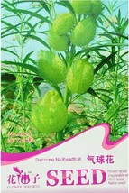 SL Gomphocarpus Physocarpus Hairy Balls Seeds - $23.08 MXN