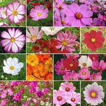 Yuga89 Store 100 Seeds Cosmos Crazy For Cosmos Mix 10 Varieties Heirloom Pollina - £5.97 GBP
