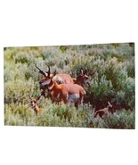Postcard Western Antelope Family Chrome Unposted - $6.66 CAD
