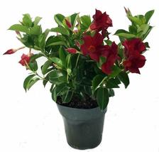 6&quot;Pot Jasmine Red Brazilian Live Plant Mandevilla Indoor Outdoor Blooms Flowers - £79.87 GBP