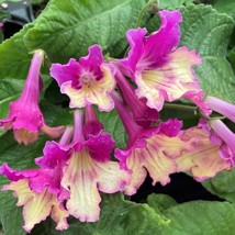 Yellow Pink Cap Ladyslippers Cape Primrose Streptocarpus SMALLL ROOTED P... - €65,59 EUR