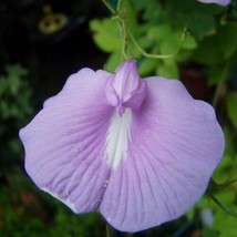 Clitoria ternatea | Lavender | 5 Seeds - £9.32 GBP