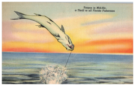 Tarpon in Mid Air Florida Postcard Posted 1947 - £6.95 GBP