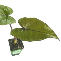 PLGE Variegated Philodendron Ring of Fire live house plant - in 4&quot; pot - £37.70 GBP
