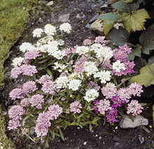 50 Seeds Lilac Pink and White Mix Iberis Candytuft Flower  - £12.99 GBP