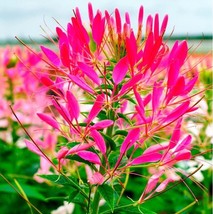 100 Cherry Queen Spider Seeds Clome Spinosa Perennial US Fast Shipping - €7,68 EUR
