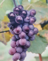 Champanel Grape 1Gal Live Healthy Vine Plant Sweet Grapes Vineyards Free Recipe! - £27.09 GBP