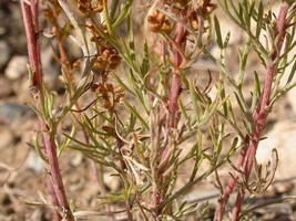 Sale 500 Seeds Beach Wormwood Artemisia Caudata Silvermound Red Sagewort Herb Fl - £7.79 GBP