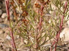 Sale 500 Seeds Beach Wormwood Artemisia Caudata Silvermound Red Sagewort Herb Fl - £7.72 GBP