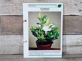 Gardenia Card #21 Success W/House Plants 1985 Single Replacement Fold Ou... - £2.63 GBP