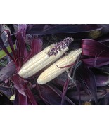 CORN MARTIAN JEWELS, 50 SEEDS R - £13.20 GBP