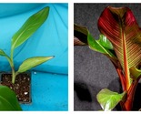 Tropical RED ABYSSINIAN Ensete Maurelii False Red Musa Banana Tree - £32.94 GBP