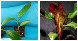 Tropical Red Abyssinian Ensete Maurelii False Red Musa Banana Tree - £33.80 GBP
