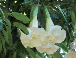 10 SEEDS DOUBLE WHITE ANGEL TRUMPET SWIFT GROWTH HEIRLOOM GARDEN SEEDS - £6.41 GBP