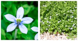 Blue Star Creeper Isotoma Fluviatilis 3 Seasons of Blooms Quart Pot 200 seeds  - £23.59 GBP