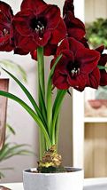 1 Red True Amaryllis Bulbs Flower Seeds for Garden - $18.00