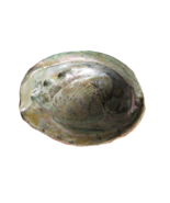 Vintage Estate Old Large Abalone Shell Colorful Mother of Pearl 8” X 6” ... - $1,767.89 MXN