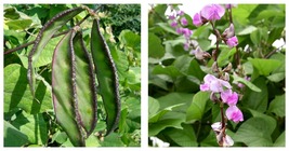 5 Bags (10 Seeds / Bag) of Hyacinth Bean in Purple and Green fresh seeds - £16.77 GBP