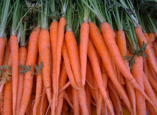 GIB 200 Fresh Carrot Tendersweet Seeds -  - $2.00