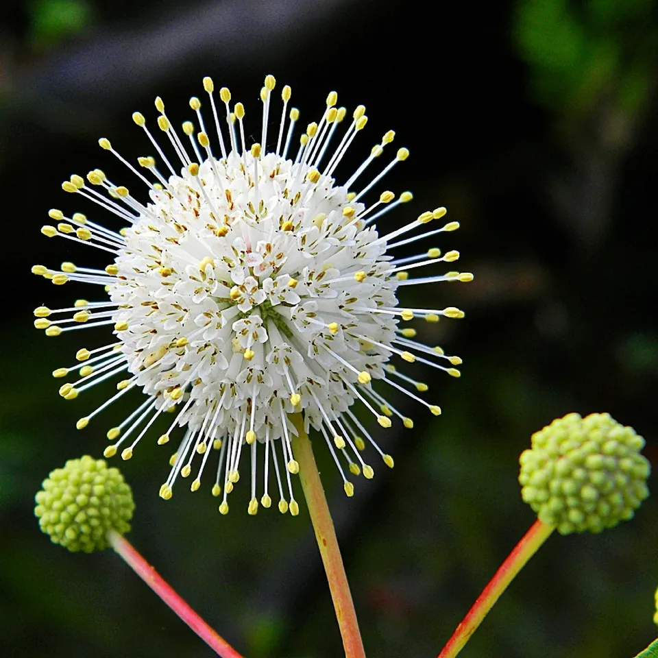 KS Buttonbush Ornamental Shrub Cephalanthus Occidentalis 15 Seeds  - £6.90 GBP