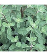 Sweet Marjoram Seeds Half Gram Delicious Fast US Shipping - $14.75