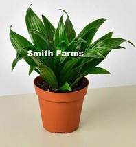 HSeeds 25 Seeds Dracaena &#39;Janet Craig&#39; Plant Flower - $6.95